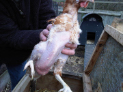 Former battery hens wear knitted jumpers to keep warm, Hadleigh, Suffolk, Britain - 26 Jan 2012
