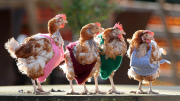 Former battery hens wear knitted jumpers to keep warm, Hadleigh, Suffolk, Britain - 26 Jan 2012