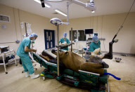 Newmarket Equine Hospital, Newmarket, Suffolk, Britain - 19 May 2011