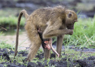 Chacma Baboon youngster hangs out with mother, Chobe National Park, Botswana, Africa - Nov 2011