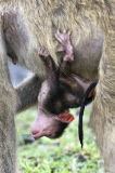 Chacma Baboon youngster hangs out with mother, Chobe National Park, Botswana, Africa - Nov 2011
