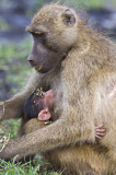 Chacma Baboon youngster hangs out with mother, Chobe National Park, Botswana, Africa - Nov 2011