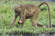 Chacma Baboon youngster hangs out with mother, Chobe National Park, Botswana, Africa - Nov 2011