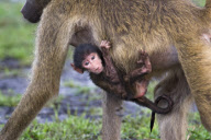 Chacma Baboon youngster hangs out with mother, Chobe National Park, Botswana, Africa - Nov 2011