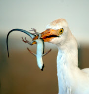 Wildfowl & Wetlands Trust (WWT) photographic competition to celebrate World Wetland's Day, Britain - 02 Feb 2012