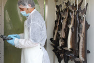 EXCLUSIVE - the Caviare Perlita Rare of Bassin d Arcachon in Aquitaine.