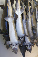 EXCLUSIVE - the Caviare Perlita Rare of Bassin d Arcachon in Aquitaine.