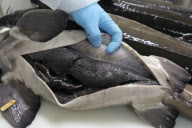 EXCLUSIVE - the Caviare Perlita Rare of Bassin d Arcachon in Aquitaine.