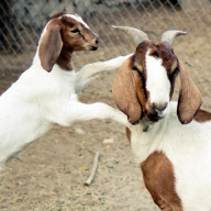 Kid goat Joyful and mother Gracie, Chino, California, America - Dec 2011