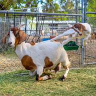 Kid goat Joyful and mother Gracie, Chino, California, America - Dec 2011