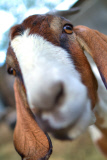 Kid goat Joyful and mother Gracie, Chino, California, America - Dec 2011