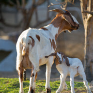 Kid goat Joyful and mother Gracie, Chino, California, America - Dec 2011
