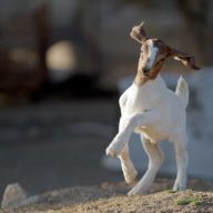 Kid goat Joyful and mother Gracie, Chino, California, America - Dec 2011