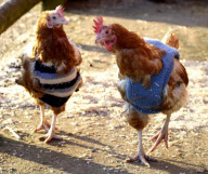 Goats and chickens wearing woolly jumpers to keep warm at Green Meadow Animal Sanctuary, Pattingham, Staffordshire, Britain - 03 Feb 2012