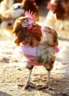 Goats and chickens wearing woolly jumpers to keep warm at Green Meadow Animal Sanctuary, Pattingham, Staffordshire, Britain - 03 Feb 2012
