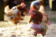 Goats and chickens wearing woolly jumpers to keep warm at Green Meadow Animal Sanctuary, Pattingham, Staffordshire, Britain - 03 Feb 2012