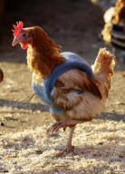 Goats and chickens wearing woolly jumpers to keep warm at Green Meadow Animal Sanctuary, Pattingham, Staffordshire, Britain - 03 Feb 2012