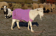 Goats and chickens wearing woolly jumpers to keep warm at Green Meadow Animal Sanctuary, Pattingham, Staffordshire, Britain - 03 Feb 2012