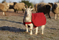 Goats and chickens wearing woolly jumpers to keep warm at Green Meadow Animal Sanctuary, Pattingham, Staffordshire, Britain - 03 Feb 2012
