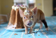 Miniature piglets at Pennywell Farm, Buckfastleigh, Devon, Britain - 2011