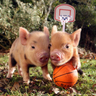 Miniature piglets at Pennywell Farm, Buckfastleigh, Devon, Britain - 2011