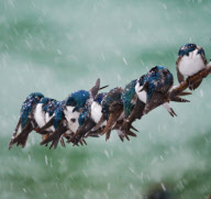 24 swallows huddle together on a single branch to keep warm, Canada - 12 May 2011