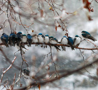 24 swallows huddle together on a single branch to keep warm, Canada - 12 May 2011