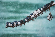 24 swallows huddle together on a single branch to keep warm, Canada - 12 May 2011