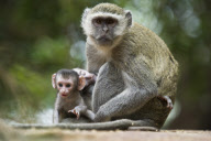 A female Vervet monkey, missing her right hand, waits while her baby is harrassed by another female, Chobe National Park, Botswana, Africa - Nov 2011
