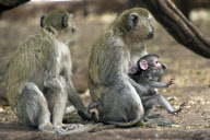 A female Vervet monkey, missing her right hand, waits while her baby is harrassed by another female, Chobe National Park, Botswana, Africa - Nov 2011