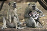 A female Vervet monkey, missing her right hand, waits while her baby is harrassed by another female, Chobe National Park, Botswana, Africa - Nov 2011