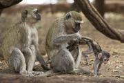 A female Vervet monkey, missing her right hand, waits while her baby is harrassed by another female, Chobe National Park, Botswana, Africa - Nov 2011