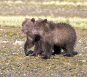 Bear cubs, Katmai National Park, Alaska, America - 2011