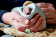100 Gramm Leben: Ein kleiner Dachs wird im Secret World Animal Rescue Centre in Somerset aufgepäppelt