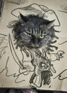 Cat daydreams of being a star - 13 Feb 2012