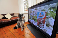 First ever advert especially for dogs is launched, Britain - 12 Feb 2012