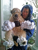 Dog's four paws become encased in ice balls after playing in the snow, Redmond, Seattle, America - 15 Jan 2012