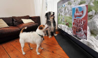 First ever advert especially for dogs is launched, Britain - 12 Feb 2012