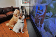 First ever advert especially for dogs is launched, Britain - 12 Feb 2012