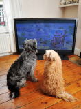 First ever advert especially for dogs is launched, Britain - 12 Feb 2012