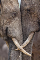 Romantic elephants embrace by tangling trunks at Hapoor Dam in Addo Elephant National Park, South Africa - 31 Jan 2012