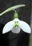 Scottish Elizabeth Harrison 'Galanthus woronowii' snowdrop bulb becomes most expensive ever sold, Britain - 16 Feb 2012