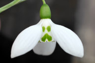 Scottish Elizabeth Harrison 'Galanthus woronowii' snowdrop bulb becomes most expensive ever sold, Britain - 16 Feb 2012