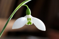Scottish Elizabeth Harrison 'Galanthus woronowii' snowdrop bulb becomes most expensive ever sold, Britain - 16 Feb 2012