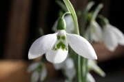 Scottish Elizabeth Harrison 'Galanthus woronowii' snowdrop bulb becomes most expensive ever sold, Britain - 16 Feb 2012