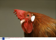 ANIMALS