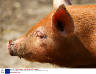 Red Haired Pig, Lanarkshire, Scotland, Britain - May 2009