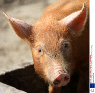 Red Haired Pig, Lanarkshire, Scotland, Britain - May 2009