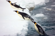 Paul Goldstein 'In The Air' themed images - 13 Feb 2012