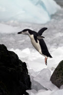 Highlights 2012 - Unsere besten Tierfotos